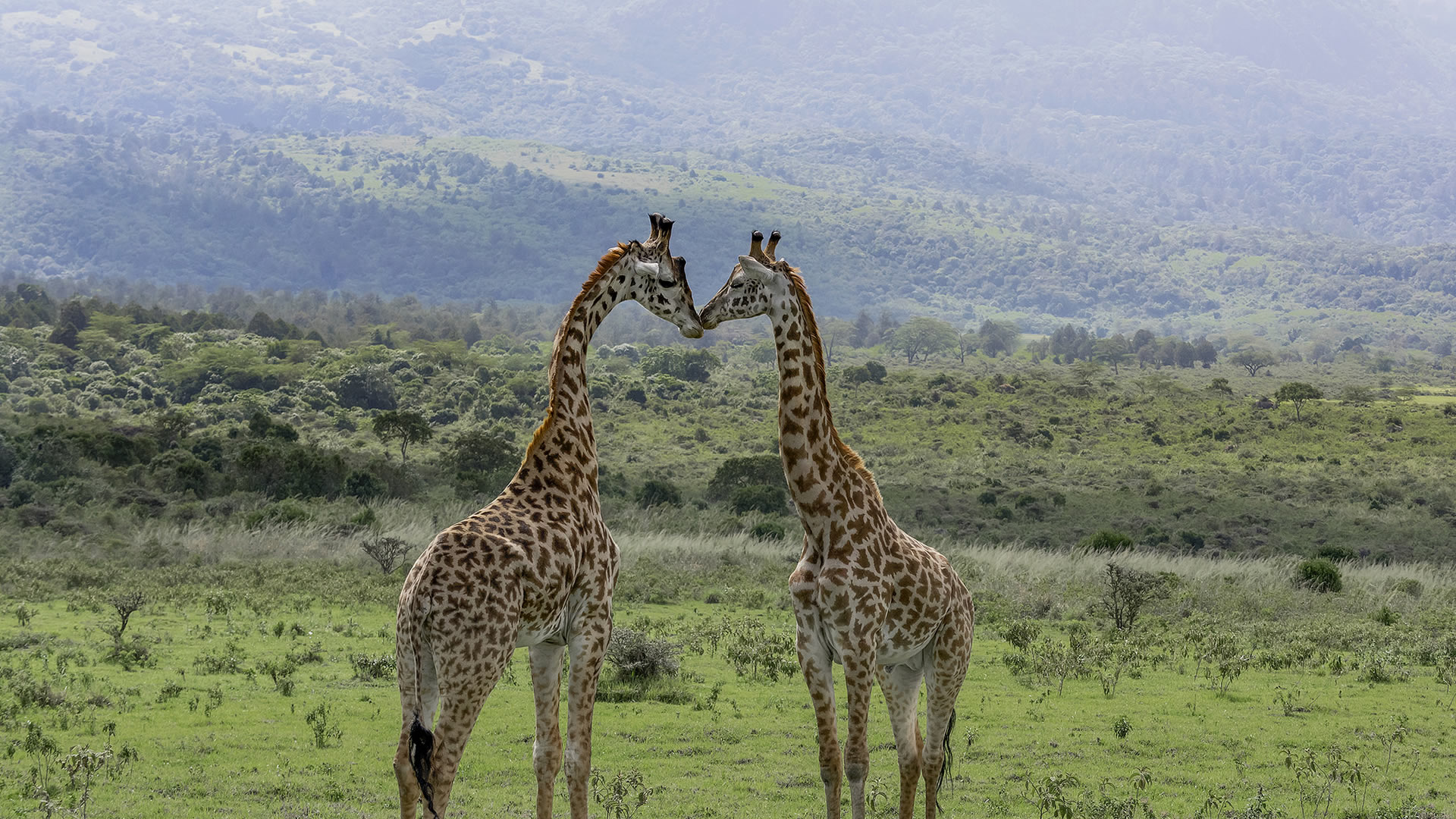 meru national park meru national park