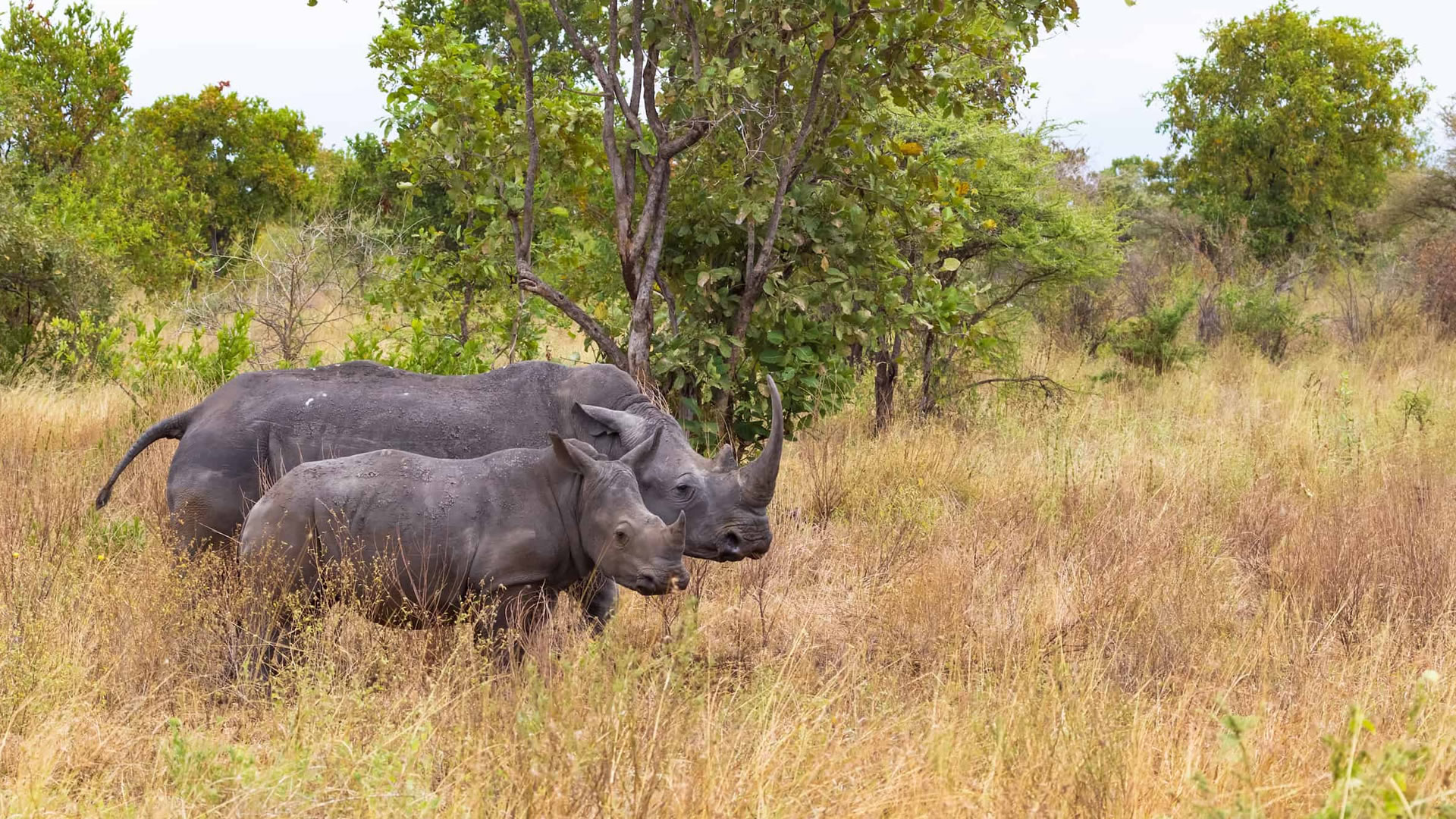 meru national park meru national park