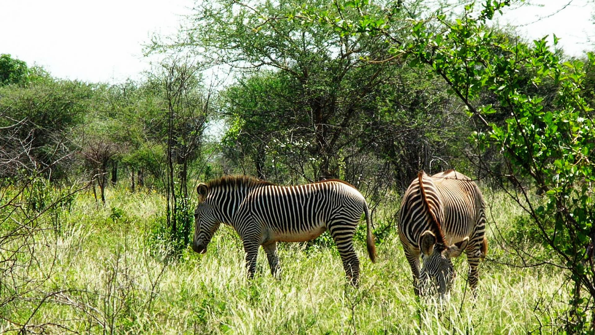 meru national park meru national park