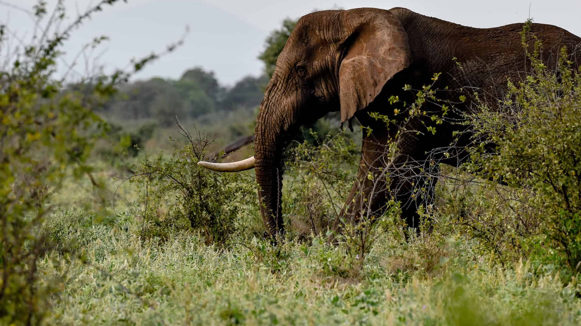 meru national park meru national park