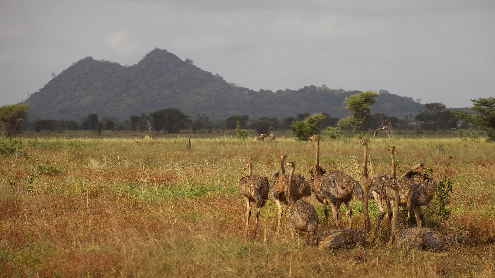 meru national park meru national park