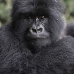 top destinations rwanda