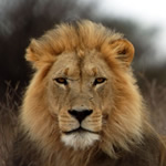 wildlife safaris